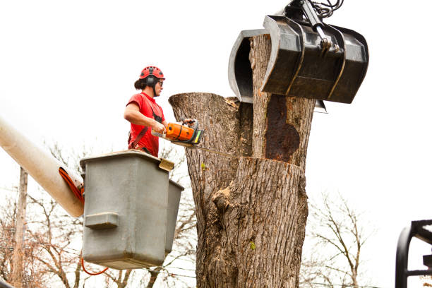 Best Leaf Removal  in Commerce, TX